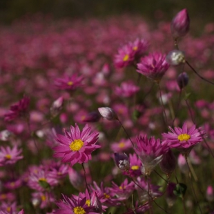 Rhodanthe manglesii